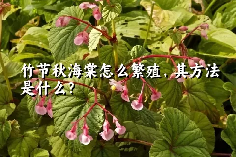 竹节秋海棠怎么繁殖，其方法是什么？