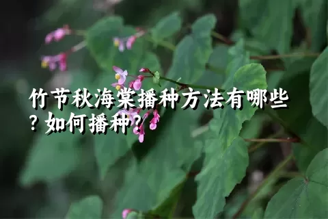 竹节秋海棠播种方法有哪些？如何播种？