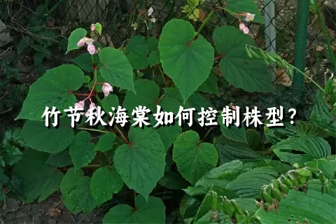 竹节秋海棠如何控制株型？