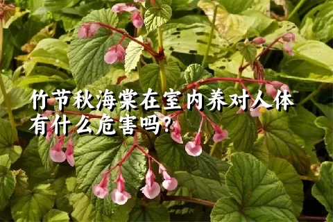 竹节秋海棠在室内养对人体有什么危害吗？