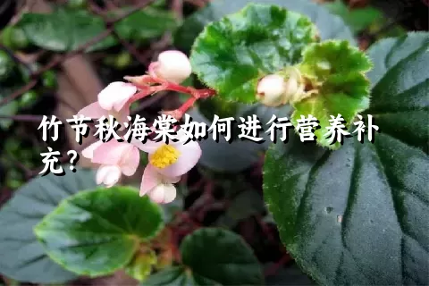 竹节秋海棠如何进行营养补充？