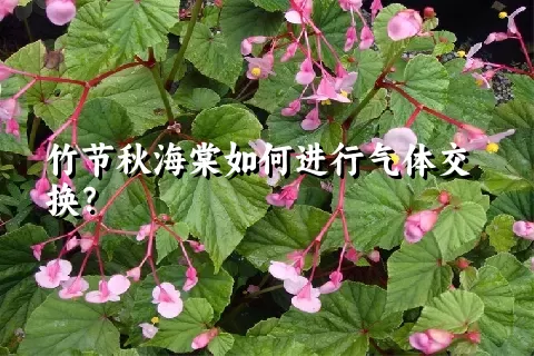 竹节秋海棠如何进行气体交换？