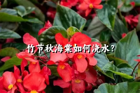 竹节秋海棠如何浇水？