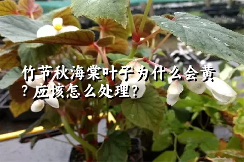 竹节秋海棠叶子为什么会黄？应该怎么处理？