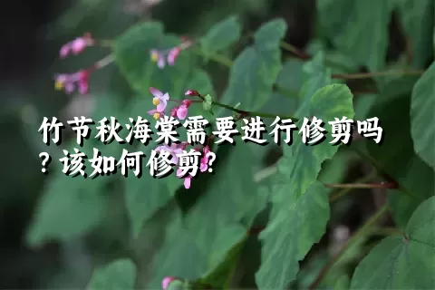 竹节秋海棠需要进行修剪吗？该如何修剪？