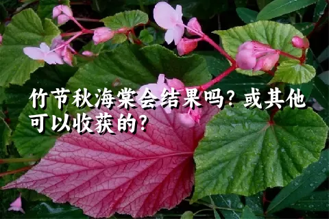 竹节秋海棠会结果吗？或其他可以收获的？