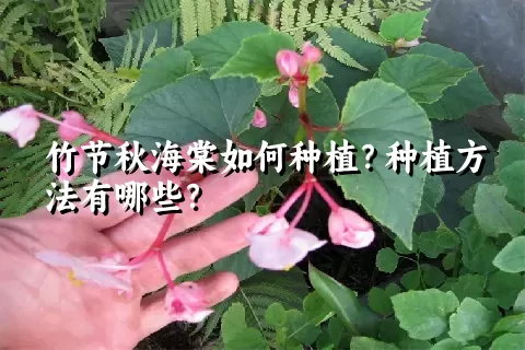 竹节秋海棠如何种植？种植方法有哪些？