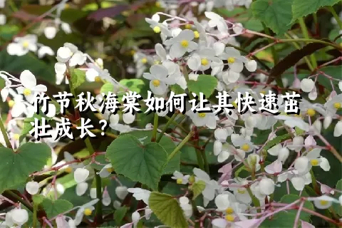 竹节秋海棠如何让其快速茁壮成长？