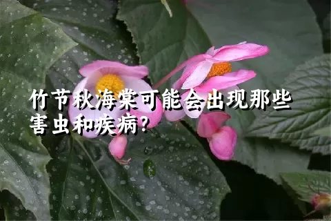 竹节秋海棠可能会出现那些害虫和疾病？