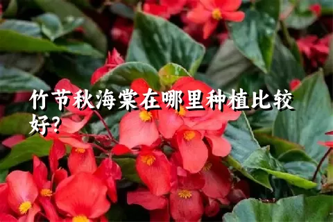 竹节秋海棠在哪里种植比较好？