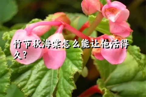 竹节秋海棠怎么能让他活得久？