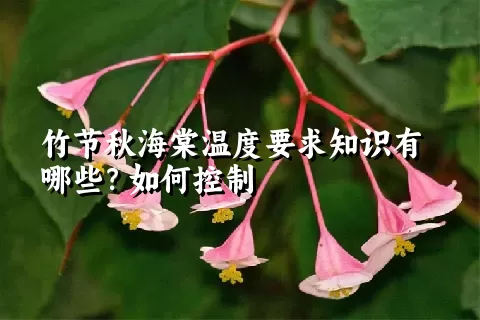 竹节秋海棠温度要求知识有哪些？如何控制