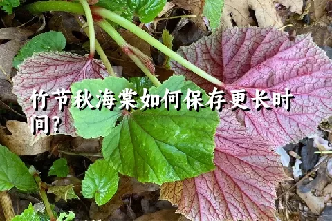 竹节秋海棠如何保存更长时间？