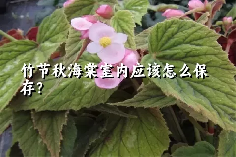 竹节秋海棠室内应该怎么保存？