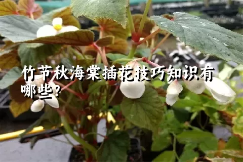 竹节秋海棠插花技巧知识有哪些？