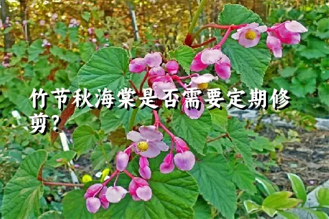 竹节秋海棠是否需要定期修剪？