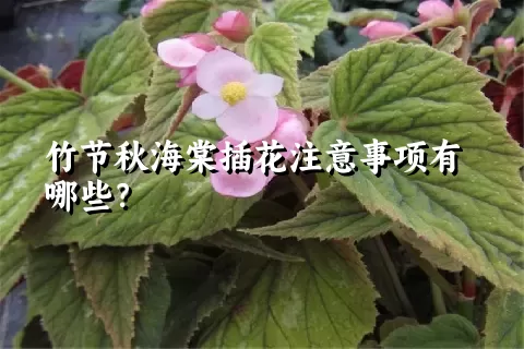 竹节秋海棠插花注意事项有哪些？