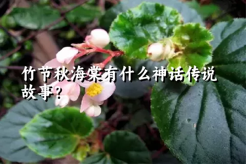 竹节秋海棠有什么神话传说故事？