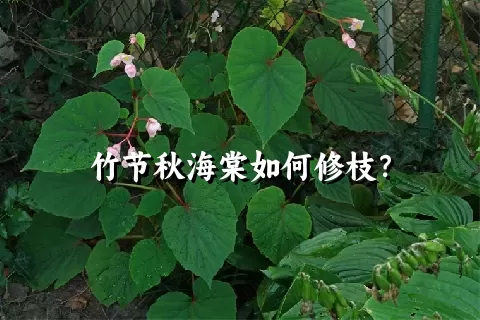 竹节秋海棠如何修枝？