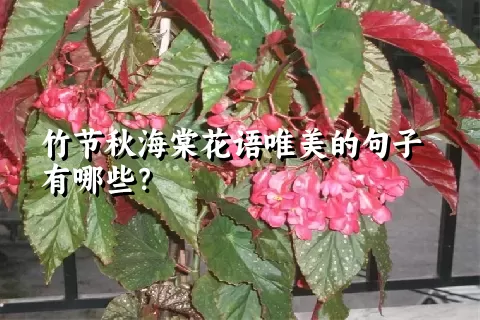 竹节秋海棠花语唯美的句子有哪些？