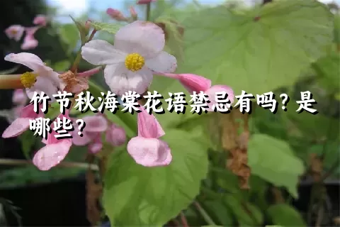 竹节秋海棠花语禁忌有吗？是哪些？