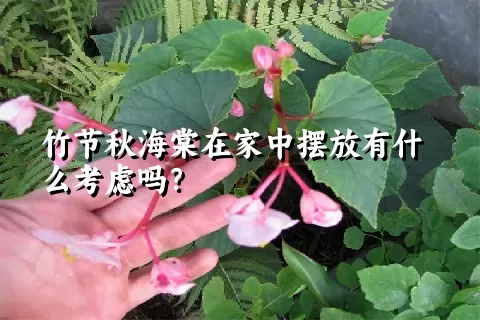 竹节秋海棠在家中摆放有什么考虑吗？