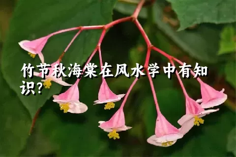 竹节秋海棠在风水学中有知识？