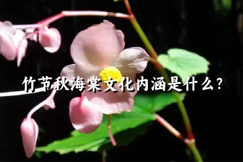 竹节秋海棠文化内涵是什么？