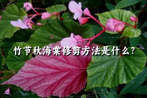 竹节秋海棠修剪方法是什么？