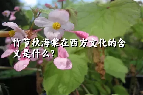 竹节秋海棠在西方文化的含义是什么？