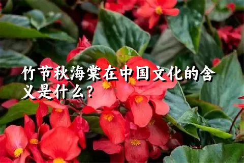 竹节秋海棠在中国文化的含义是什么？