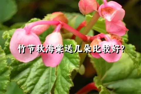 竹节秋海棠送几朵比较好？