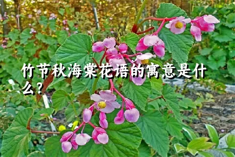 竹节秋海棠花语的寓意是什么？