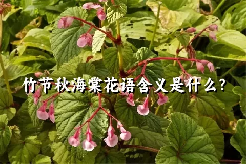 竹节秋海棠花语含义是什么？