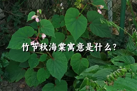 竹节秋海棠寓意是什么？