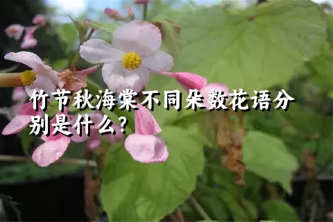 竹节秋海棠不同朵数花语分别是什么？