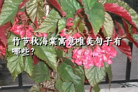 竹节秋海棠寓意唯美句子有哪些？