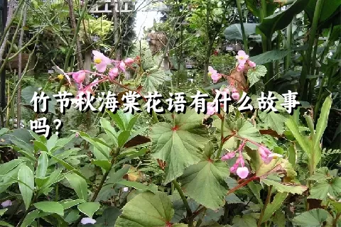 竹节秋海棠花语有什么故事吗？