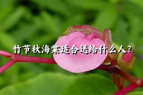 竹节秋海棠适合送给什么人？