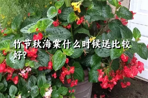 竹节秋海棠什么时候送比较好？