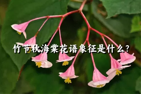 竹节秋海棠花语象征是什么？