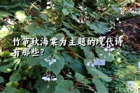 竹节秋海棠为主题的现代诗有那些？