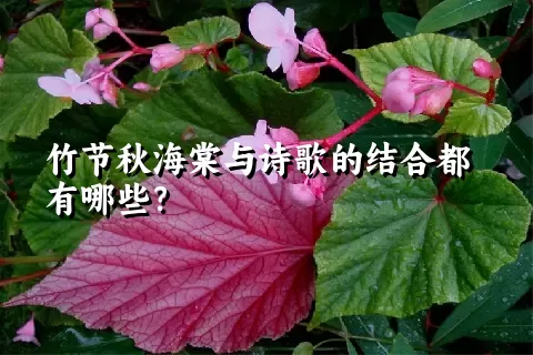 竹节秋海棠与诗歌的结合都有哪些？