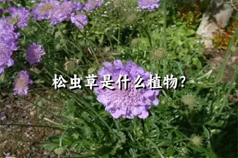 松虫草是什么植物？