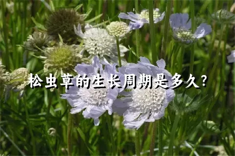 松虫草的生长周期是多久？