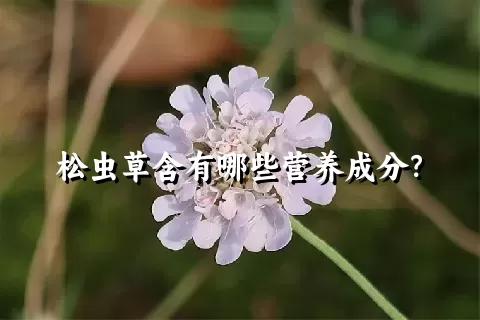 松虫草含有哪些营养成分？