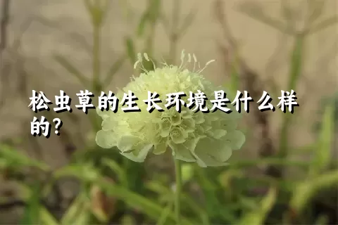 松虫草的生长环境是什么样的？