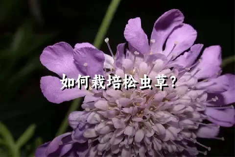 如何栽培松虫草？