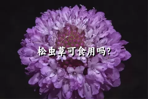 松虫草可食用吗？