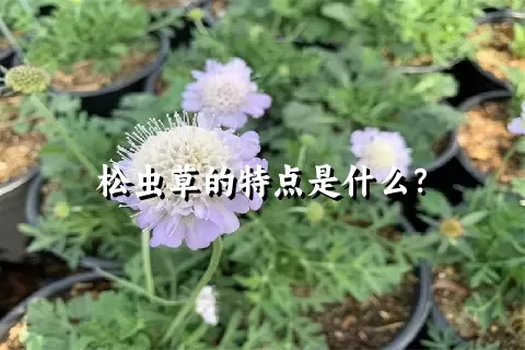 松虫草的特点是什么？